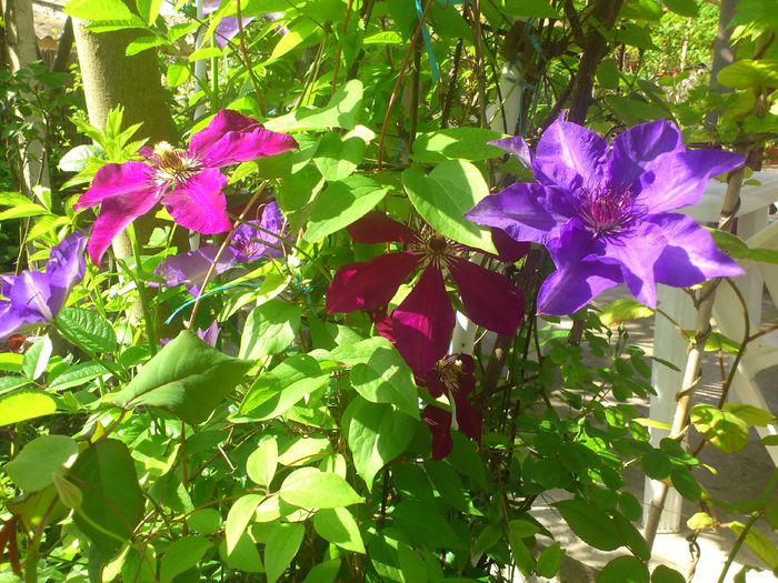 pe soare - Clematis