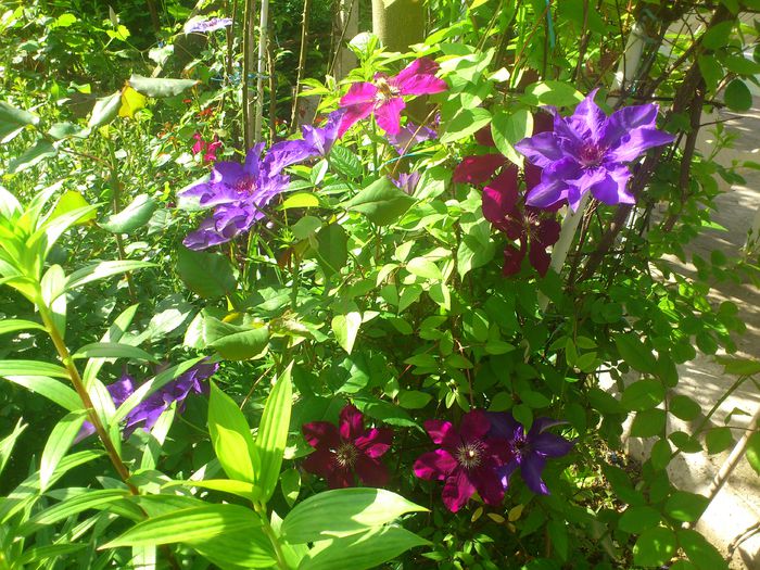 DSC_5086 - Clematis