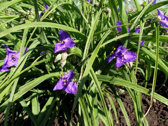 tradescantia andersoniana - flori