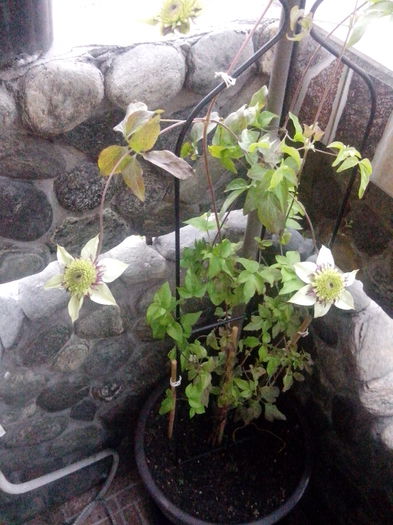 IMG_20140512_073827 - clematite