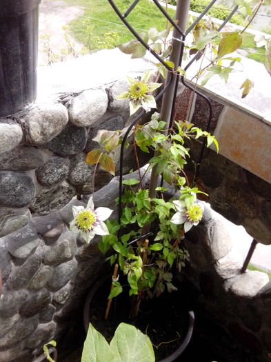 IMG_20140517_132216 - clematite