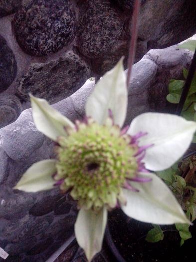 IMG_20140512_073809 - clematite