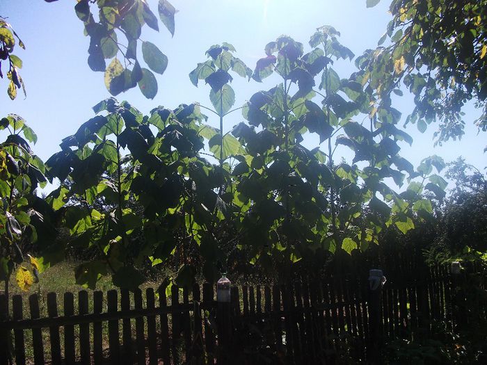 DSCF0854 (01-09-2013) - Paulownia 2013