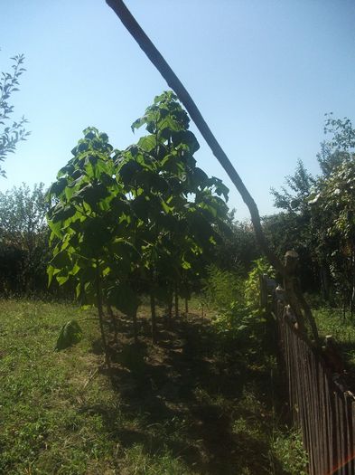 DSCF0860 (01-09-2013) - Paulownia 2013