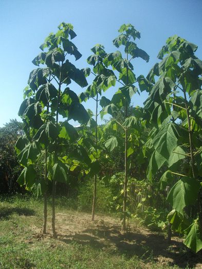 DSCF0870 (01-09-2013) - Paulownia 2013