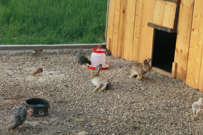 in ploaie 157 - cotetul si pasarile ce se adapostesc in el