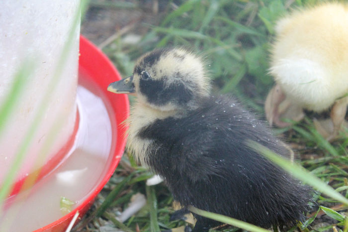 in ploaie 161 - cotetul si pasarile ce se adapostesc in el