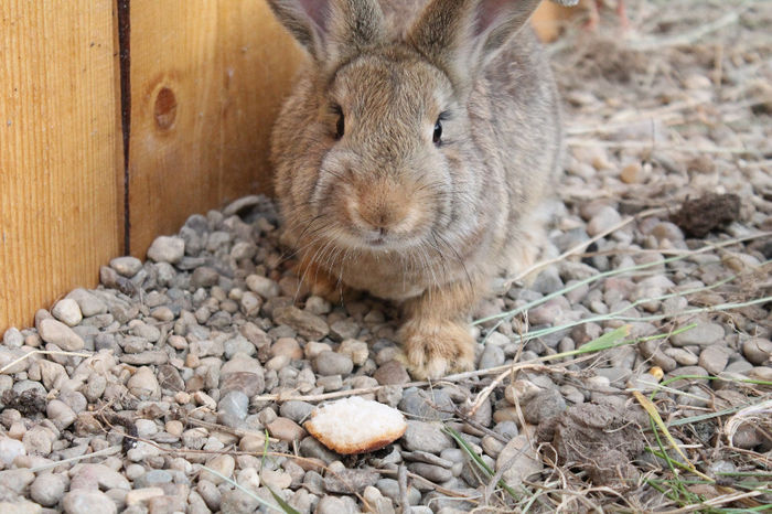 in ploaie 180 - cotetul si pasarile ce se adapostesc in el