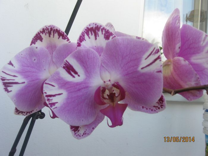 070 - Phalaenopsis