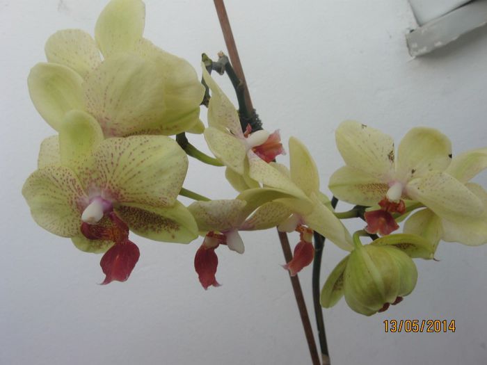 077 - Phalaenopsis