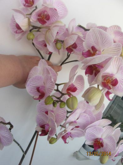 081 - Phalaenopsis
