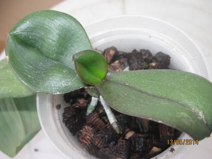 061 - Phalaenopsis