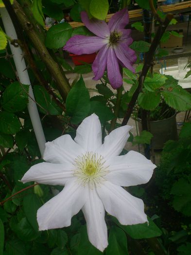 Marie Boisselot si Asao - Clematis