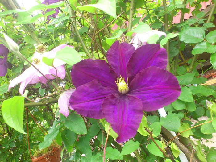 DSC_5089 - Clematis