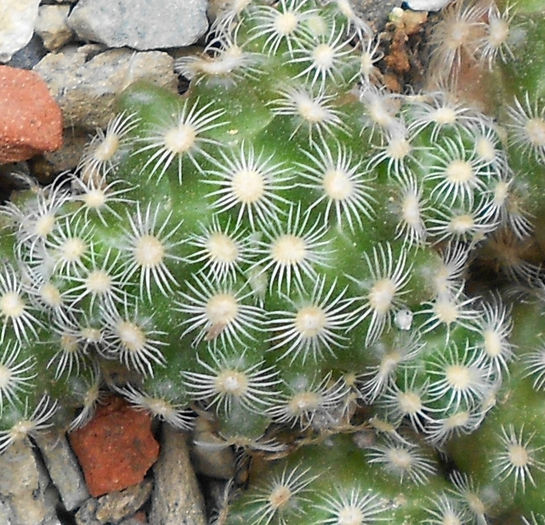mammillaria saboae v haudeana - e-spinatii