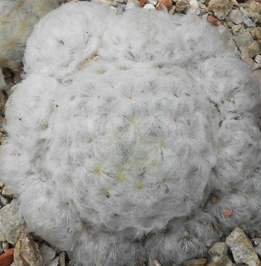 mammillaria plumosa