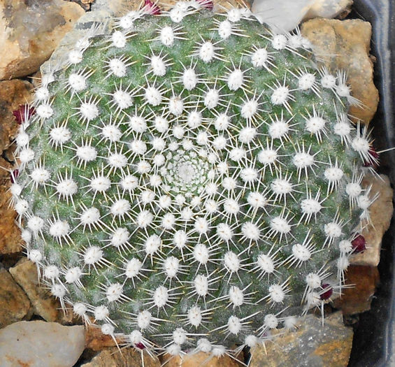 rebutia krainziana - e-spinatii