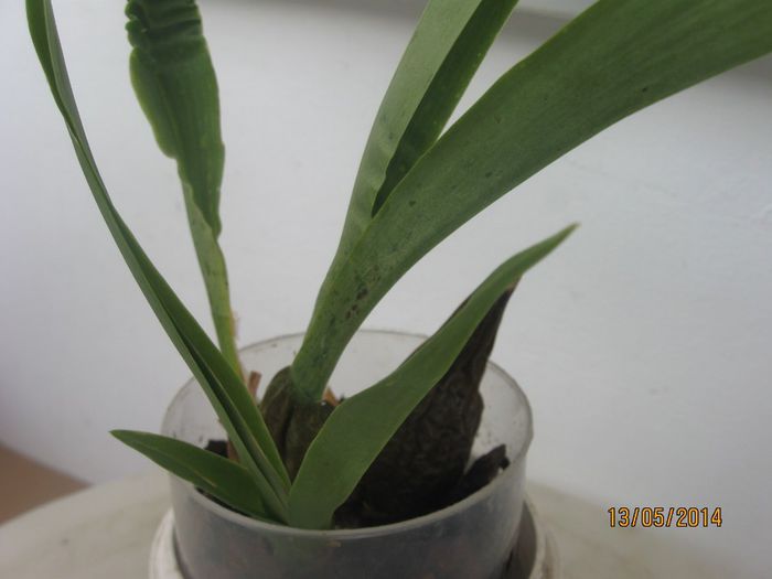 062 - Alte specii de orhidee