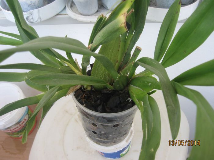 timida - Alte specii de orhidee