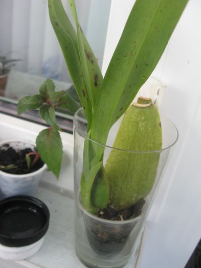 leopard - Alte specii de orhidee