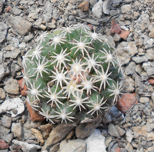 escobaria missouriensis v navajoensis