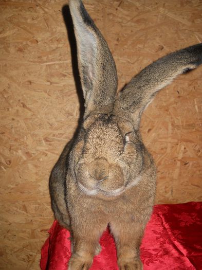 DSCN8895 - Mascul Urias German nr2