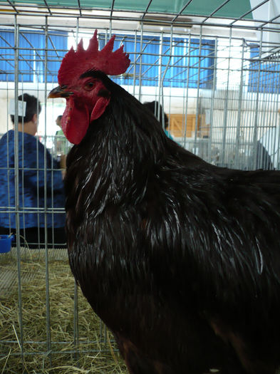 P1070005 - P a s a r i