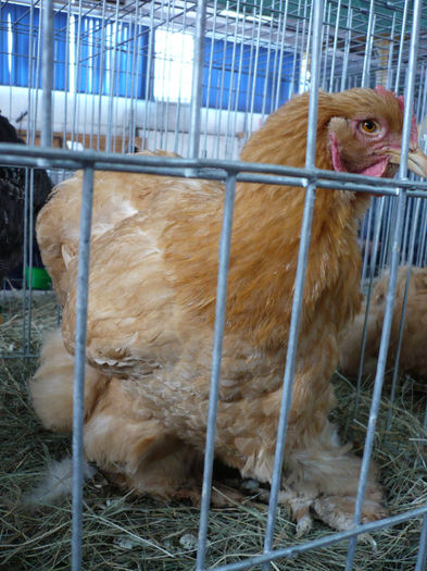 P1070007 - P a s a r i