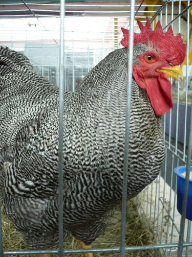 P1070010 - P a s a r i