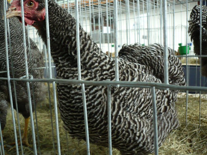 P1070011 - P a s a r i