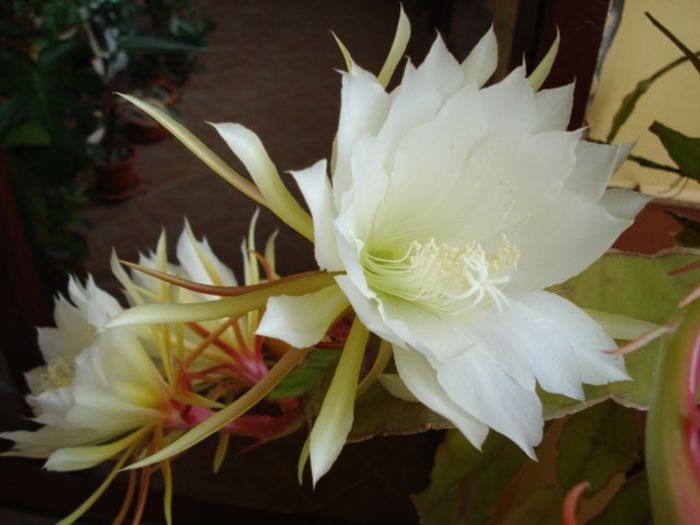 fantasticul epi (4) - epiphyllum