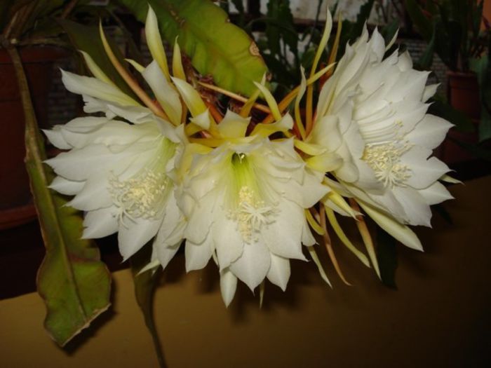 fantasticul epi (7) - epiphyllum