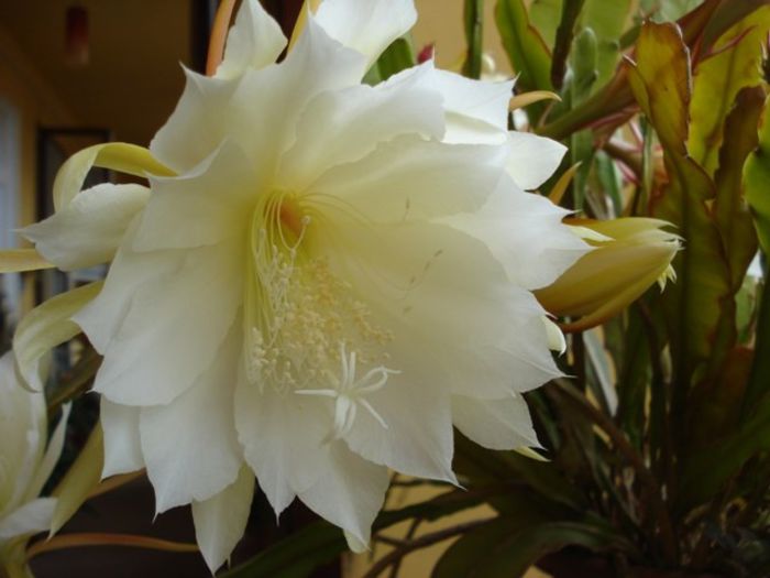 fantasticul epi (10) - epiphyllum
