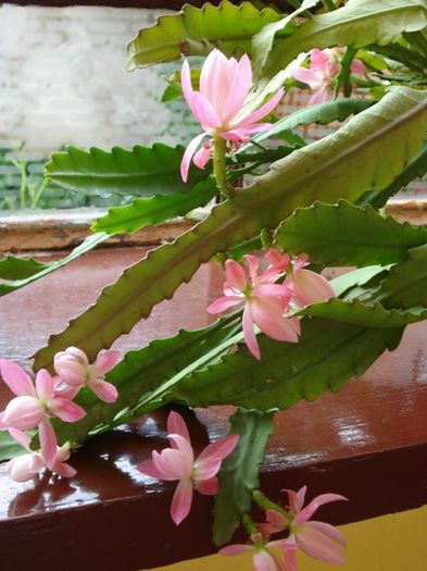 fantasticul epi (13) - epiphyllum