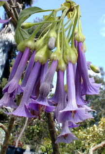 iochroma grandiflora