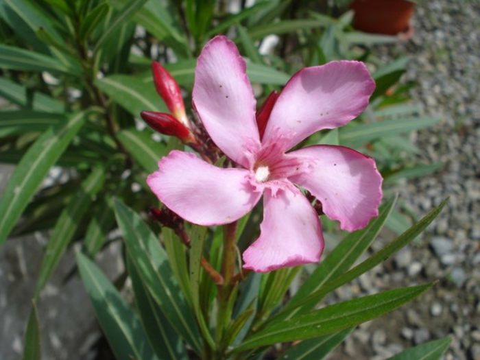 in asteptarea infloririi (1) - leandru 2014