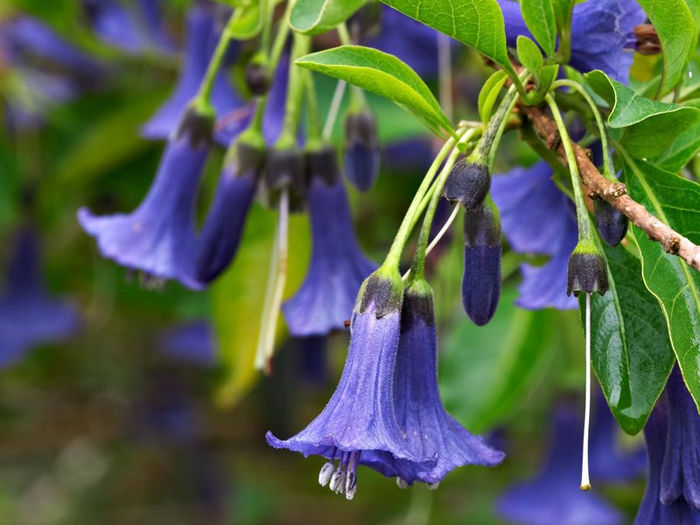 iochroma_australe-blue angel