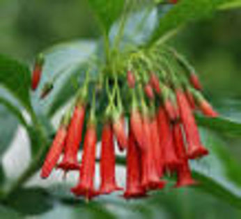 iochroma coccineea