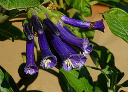 iochroma grandiflora