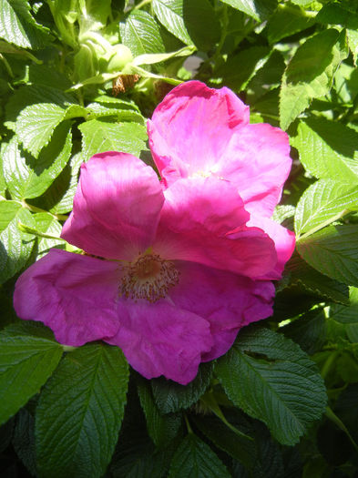 Rosa rugosa (2014, May 13)