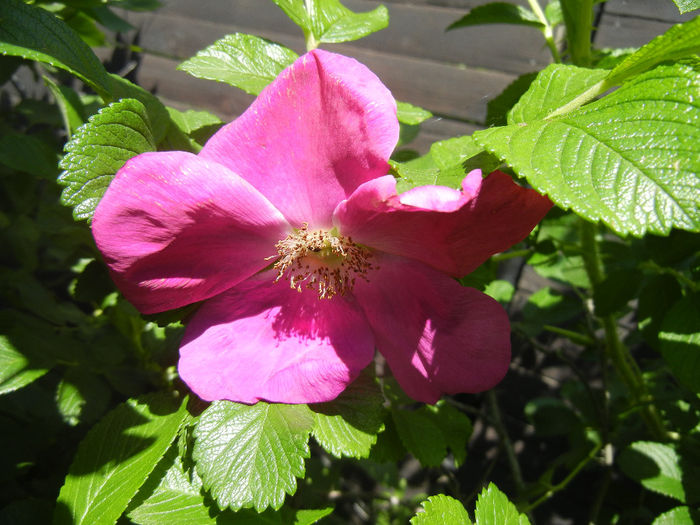 Rosa rugosa (2014, May 13)