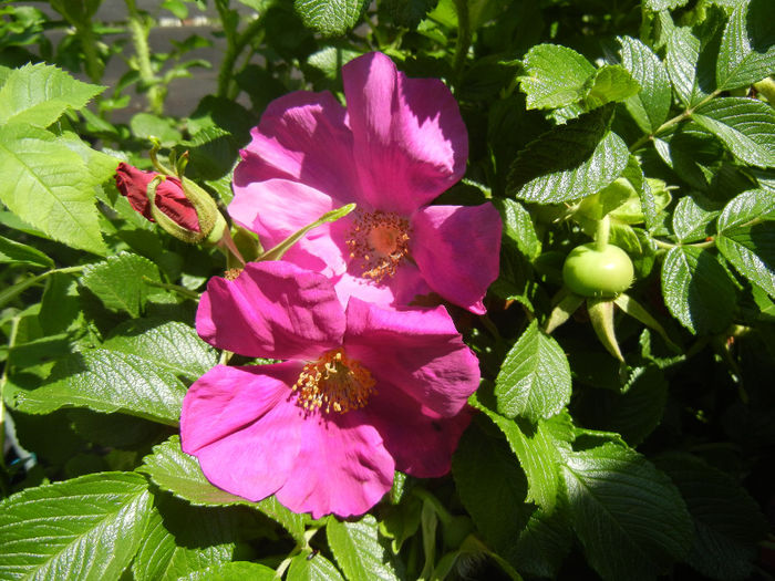 Rosa rugosa (2014, May 13) - ROSA Rugosa_Rugosa Rose