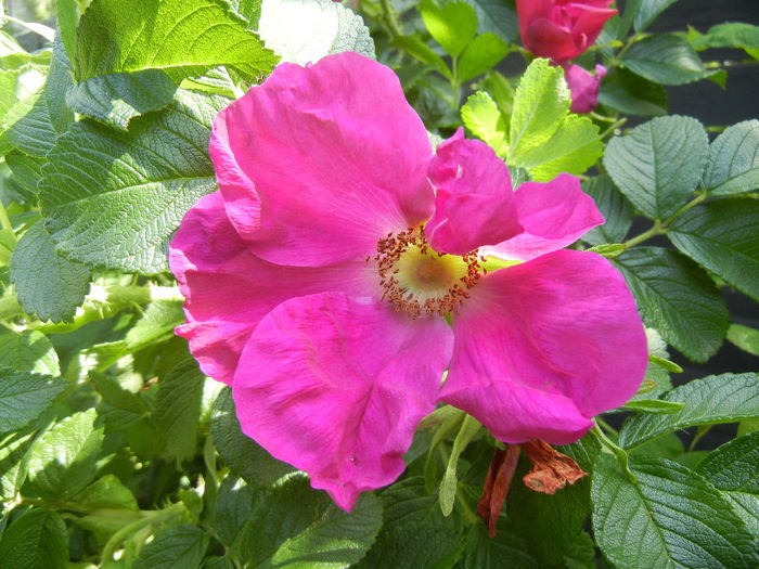 Rosa rugosa (2014, May 13)