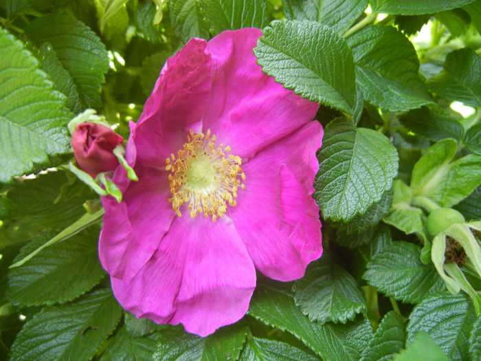 Rosa rugosa (2014, May 13)