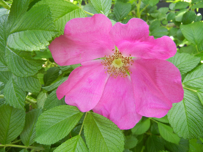 Rosa rugosa (2014, May 13) - ROSA Rugosa_Rugosa Rose