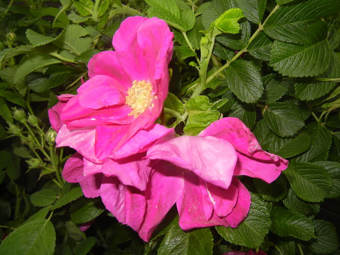 Rosa rugosa (2014, May 16)
