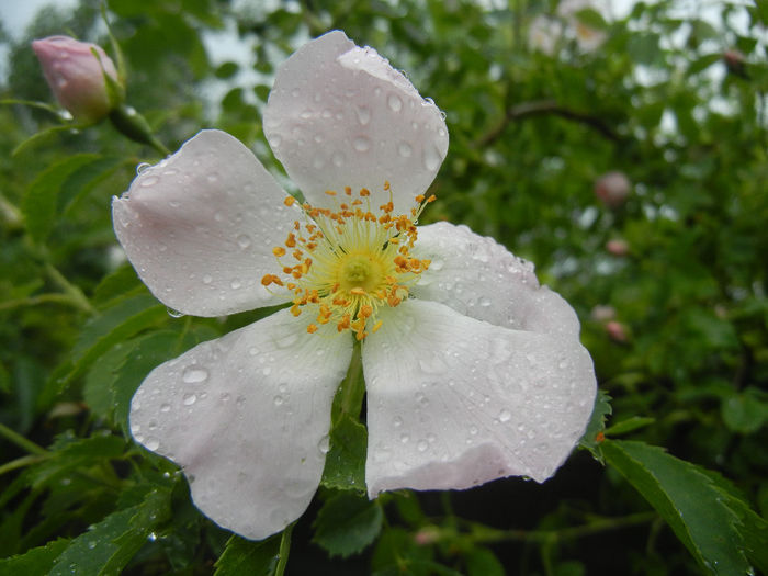 Rosa canina_Dog Rose (2014, May 16)