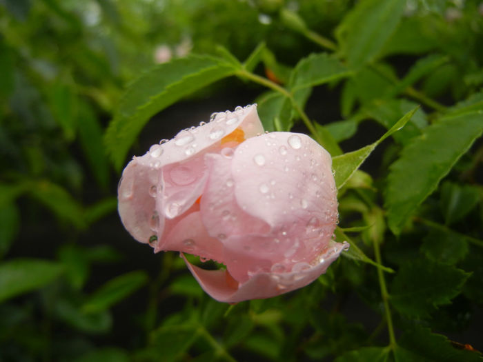 Rosa canina_Dog Rose (2014, May 16)