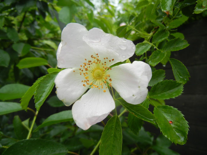 Rosa canina_Dog Rose (2014, May 16)