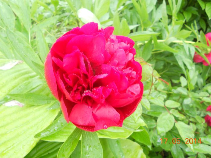 DSCN5116